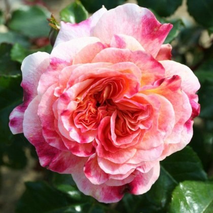 Rose Designer Sunset 3Ldp Rose Designer Sunset 3Ldp