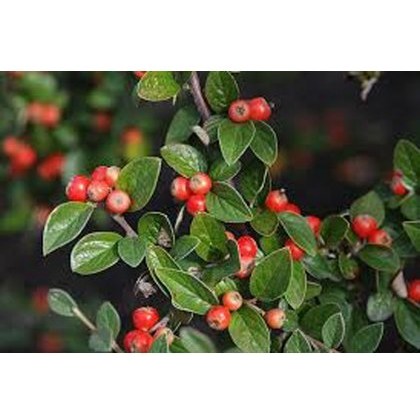 BARE-ROOT HEDGING Cotoneaster simonsii (5 Plants) 40/60 1+1 BARE-ROOT HEDGING Cotoneaster simonsii (5 Plants) 40/60 1+1