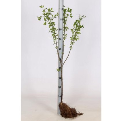 BARE-ROOT HEDGING Euonymus europaeus (5 Plants) 60/100 1+1 BARE-ROOT HEDGING Euonymus europaeus (5 Plants) 60/100 1+1