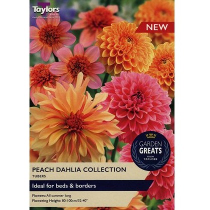 TAYLORS Dahlia Peach Collection