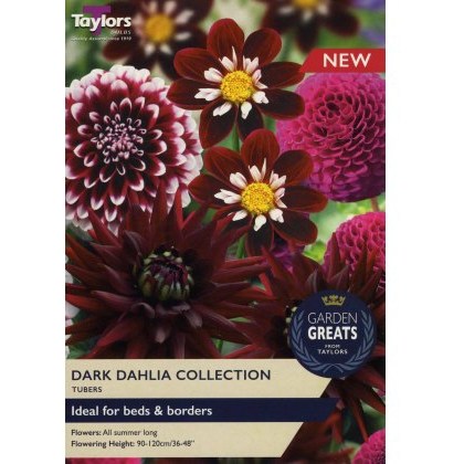 TAYLORS Dark Dahlia Collection