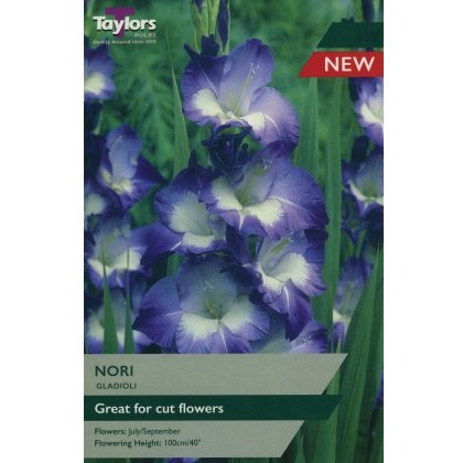 TAYLORS Gladioli Nori