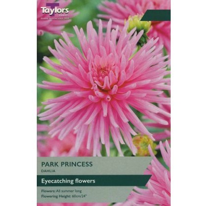 TAYLORS Dahlia Park Princess