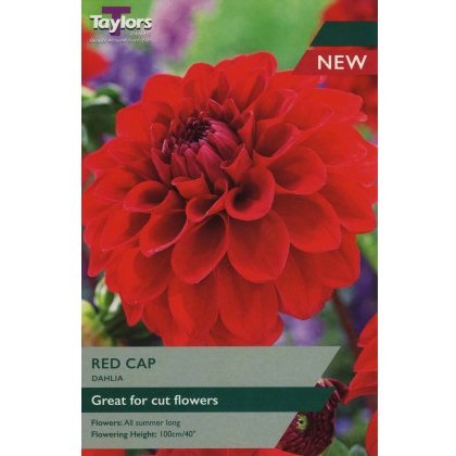 TAYLORS Dahlia Red Cap