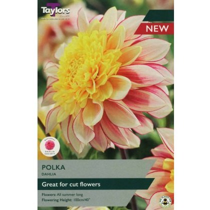 TAYLORS Dahlia Polka