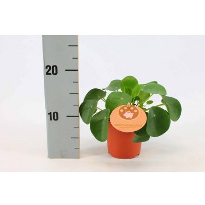 Pilea peperomioides 10.5cm