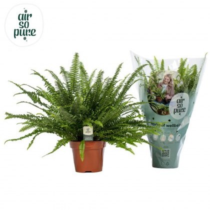 Nephrolepis ex Green Lady Air So Pure 17cm