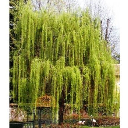 Salix x sepulcralis var. chrysocoma 10L Salix x sepulcralis var. chrysocoma 10L