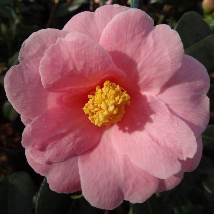 Camellia x williamsii Bowen Bryant 1.5L Camellia x williamsii Bowen Bryant 1.5L