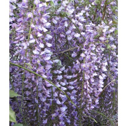 Wisteria floribunda Royal Purple (SYN. KOKURYU) 5L