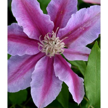 Clematis