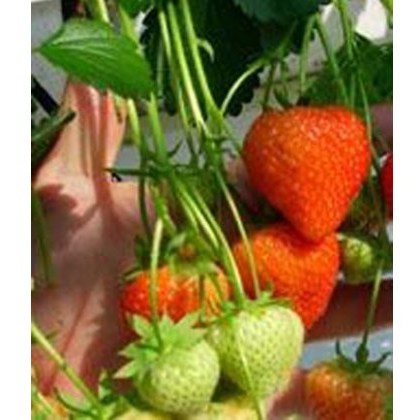 Strawberry Sonata 9cm Strawberry Sonata 9cm