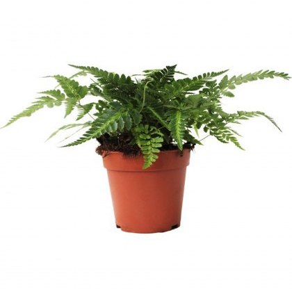 Rumohra Adiantiformis Variegata (Leatherleaf fer 12cm