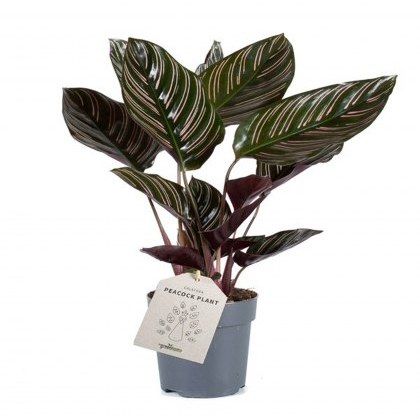 Calathea Sanderiana 11cm