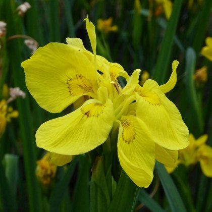 MARGINAL - Iris pseudacorus Flore Pleno 3L MARGINAL - Iris pseudacorus Flore Pleno 3L