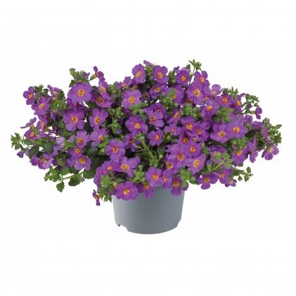 Bacopa Megacopa Purple 9cm/10cm Bacopa Megacopa Purple 9cm/10cm