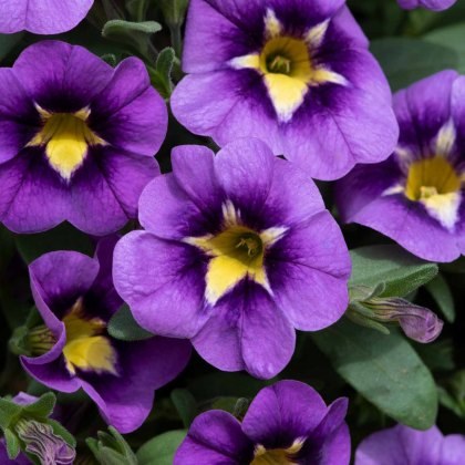 Calibrachoa Cabaret Blue BumbleBee 9cm/10cm Calibrachoa Cabaret Blue BumbleBee 9cm/10cm