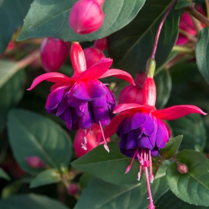 Fuchsia Dollar Princess 9cm/10cm Fuchsia Dollar Princess 9cm/10cm