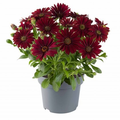 Osteospermum Dalina Dark Red 9cm/10cm Osteospermum Dalina Dark Red 9cm/10cm