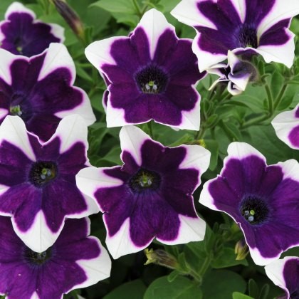 Petunia Cascadia Violet Rim 9cm/10cm Petunia Cascadia Violet Rim 9cm/10cm