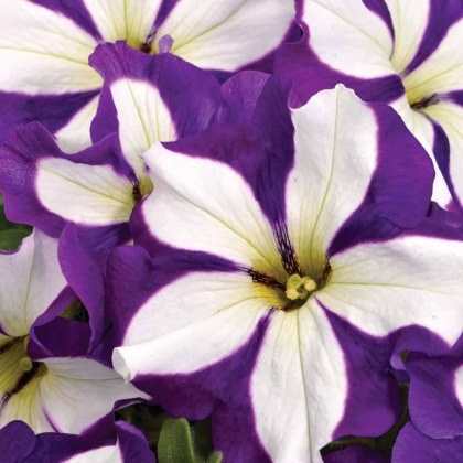 Petunia GoTunia Lilac Lucky 9cm/10cm Petunia GoTunia Lilac Lucky 9cm/10cm