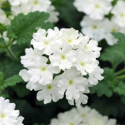 Verbena Showboat White 9cm/10cm Verbena Showboat White 9cm/10cm