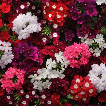 Verbena Mixed 6pk Verbena Mixed 6pk