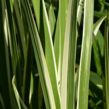 MARGINAL - Acorus calamus variegatus 3L MARGINAL - Acorus calamus variegatus 3L