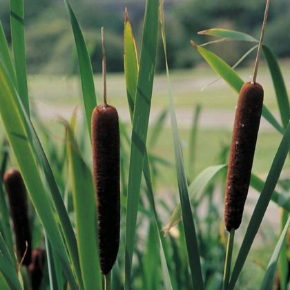 MARGINAL - Typha angustifolia 3L MARGINAL - Typha angustifolia 3L