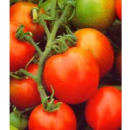 Tomato Red Alert 8.5cm/9cm Tomato Red Alert 8.5cm/9cm