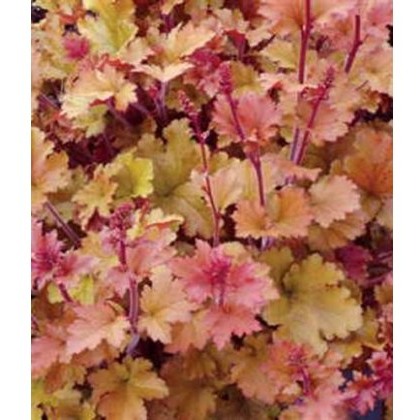 Heuchera Marmalade 2L Heuchera Marmalade 2L