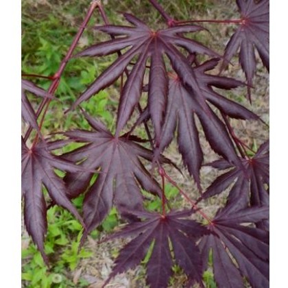 Acer palmatum Trompenburg 3L Acer palmatum Trompenburg 3L