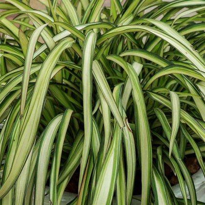 Phormiums