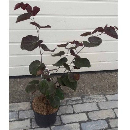 Cercis canadensis Merlot 4L Cercis canadensis Merlot 4L