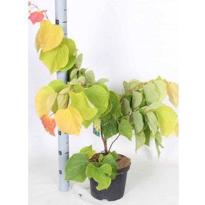 Cercis canadensis The Rising Sun 4L Cercis canadensis The Rising Sun 4L