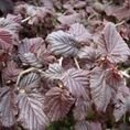 Corylus avellana Red Majestic 5L Corylus avellana Red Majestic 5L