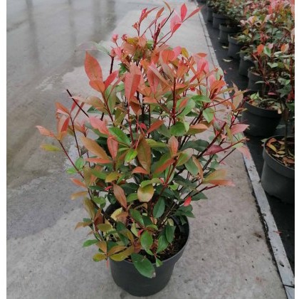 Photinia x fraseri Carre Rouge 5L Photinia x fraseri Carre Rouge 5L