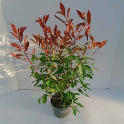 Photinia x fraseri Red Robin 5L Photinia x fraseri Red Robin 5L