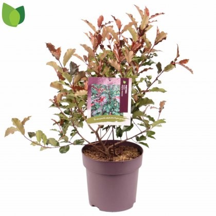 Photinia x fraseri Kolmavoca (MAGICAL VOLCANO) 10L Photinia x fraseri Kolmavoca (MAGICAL VOLCANO) 10L