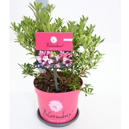 Rhododendron BLOOMBUX MAGENTA (Microhirs9) 2L Rhododendron BLOOMBUX MAGENTA (Microhirs9) 2L