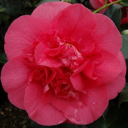 Camellia japonica R.L. Wheeler 1.5L Camellia japonica R.L. Wheeler 1.5L