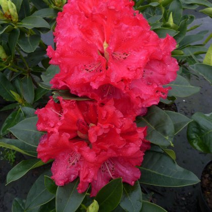 HARDY HYBRID RHODODENDRON Markeetas Prize 7.5L