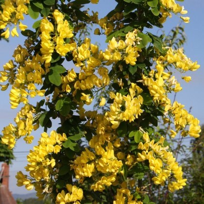 Laburnum anagyroides Yellow Rocket ® 12L Laburnum anagyroides Yellow Rocket ® 12L