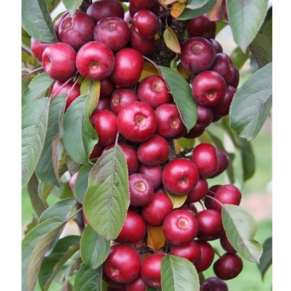 Malus Laura ® 12L Malus Laura ® 12L