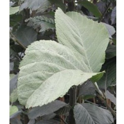 Sorbus aria Lutescens 12L Sorbus aria Lutescens 12L