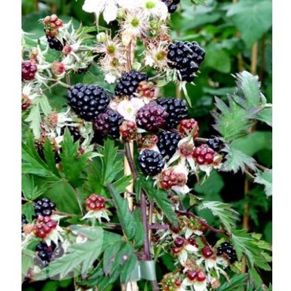 Blackberry (Rubus) Oregon Thornless 3L Blackberry (Rubus) Oregon Thornless 3L