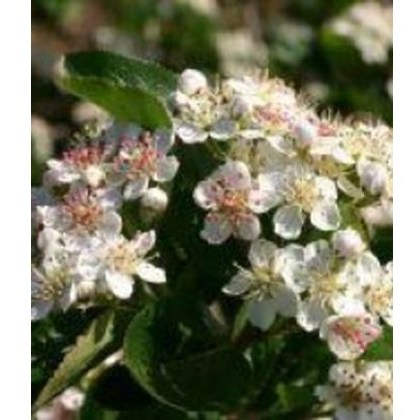 Chokeberry (Aronia) Viking 3L Chokeberry (Aronia) Viking 3L