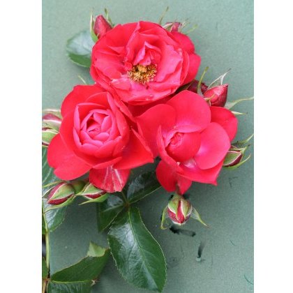 Rose Flower Carpet Scarlet 3Ldp Rose Flower Carpet Scarlet 3Ldp