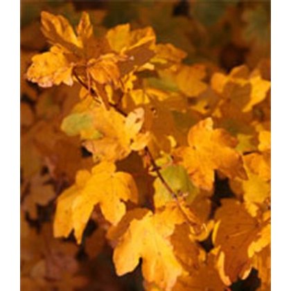Hedging