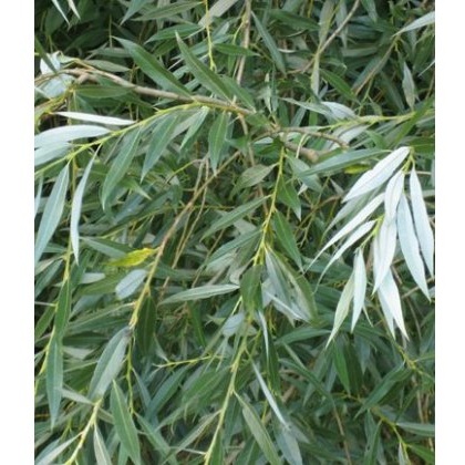BARE-ROOT HEDGING Salix alba (5 Plants) 80/120 0+1 BARE-ROOT HEDGING Salix alba (5 Plants) 80/120 0+1